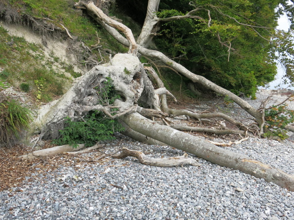 Wurzelwerk eines umgestürzten Baumes an einem Steinstrand